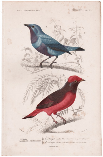 Purple-breasted Cotinga, Red Cotinga